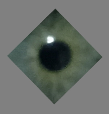 no G no le no ri and Only 1 Omen I> widtH=